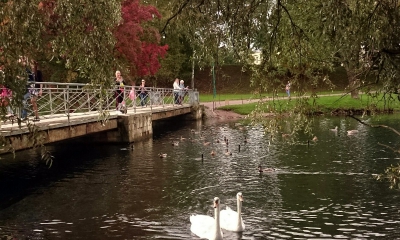 В Гатчинском парке теперь есть лебеди!