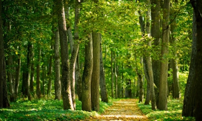 Область бережет лес Ленинградская область готовит для своих лесов более 30 млн сеянцев хвойных пород деревьев