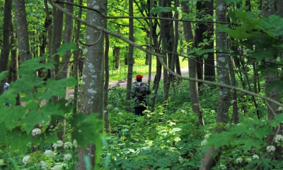 В Приоратском и Демидовском парках обследуют старовозрастные деревья