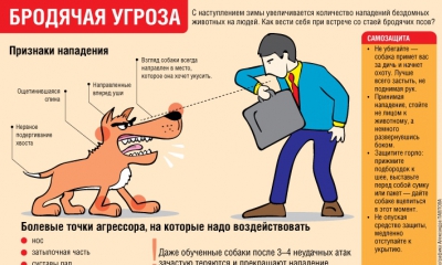 Правила поведения с собакой
